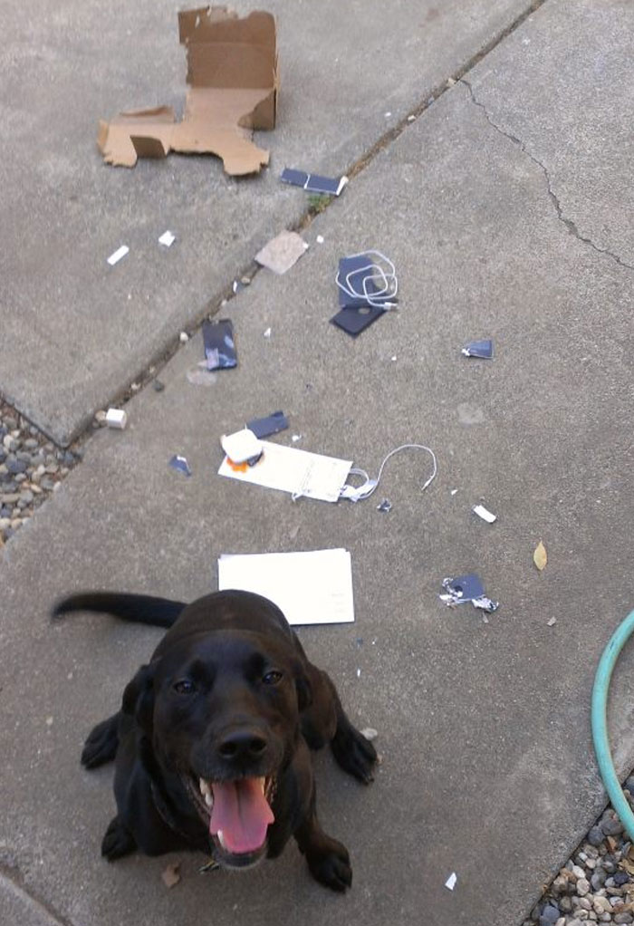 Black dog sitting on concrete near torn package and broken delivery items scattered on the ground after package fell into ocean mishap