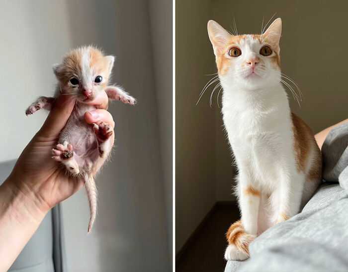 Side-by-side photos showing a kitten growing into a cat, illustrating the wholesome kittens growing into cats transformation.