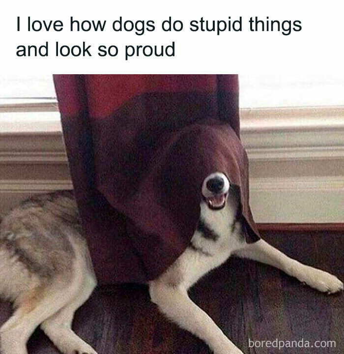 Dog meme showing a smiling dog covered by a blanket with caption about dogs doing funny things and looking proud.