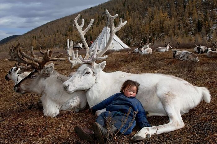 Child resting against white reindeer in a stunning animal photo from a breathtaking Instagram collection outdoors.