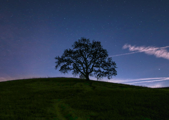 Lone tree on a hill under a starry night sky, evoking eerie feelings from real-life horror stories. - 21