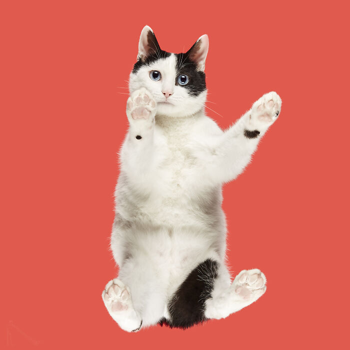 Cat with black and white fur and mismatched eyes in a funny pose against a bright red background, showcasing animals humor.