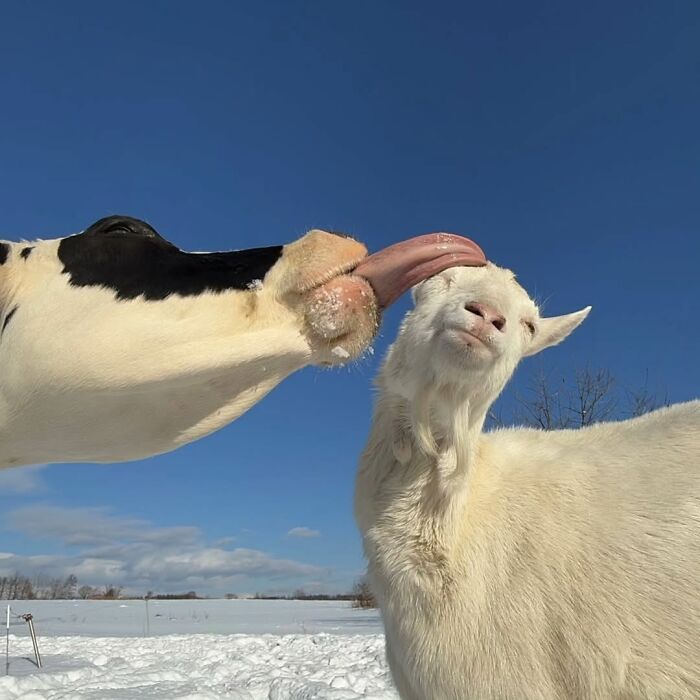 Cow licking a white goat in a snowy field captured in one of the breathtaking animal photos from an Instagram page.
