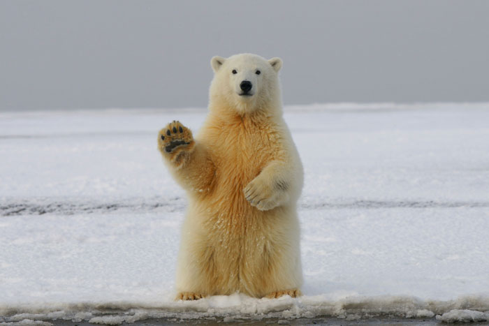 Polar bear standing on ice raising one paw, showcasing real animal behaviors that are as terrifying as they are strange.