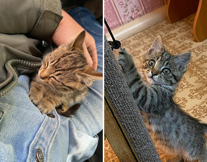 Tabby kitten growing into a playful cat, showing stages of kitten growth in a cozy home environment.