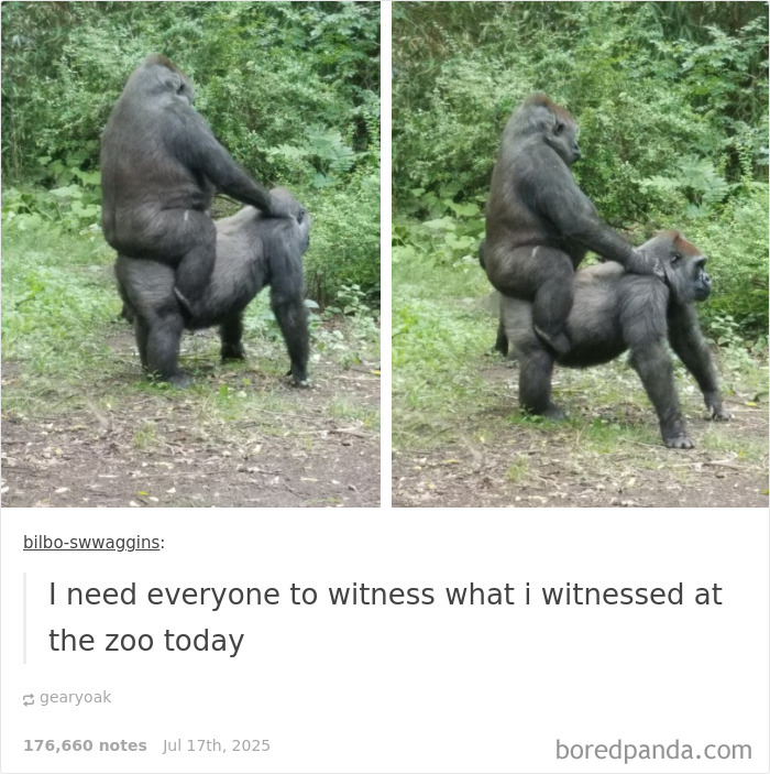 Two gorillas interacting in a humorous moment, showcasing animals being their hilarious selves in a natural zoo setting.