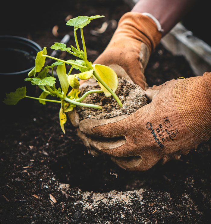 Hands wearing gloves planting a small green plant in soil representing oldschool home trends millennials dislike.