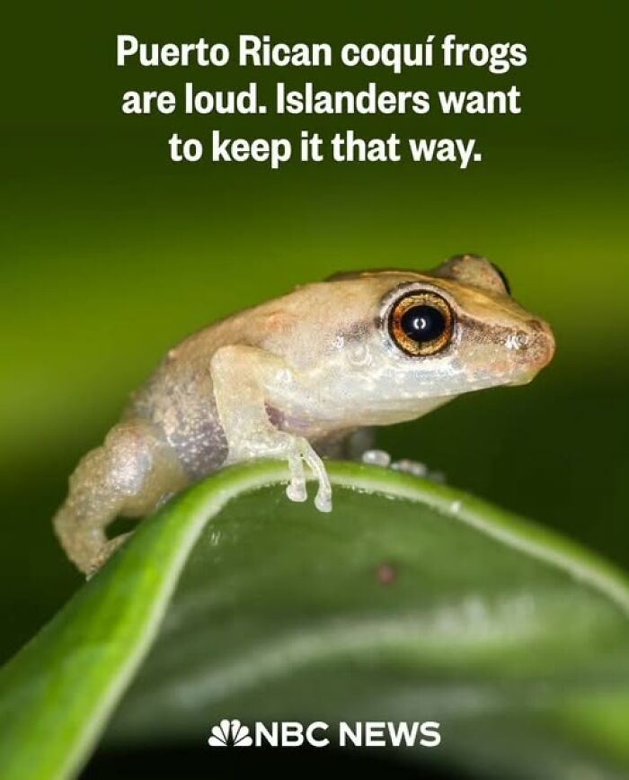 Close-up of a Puerto Rican coquí frog on a leaf illustrating funny memes about what it’s like being Hispanic.