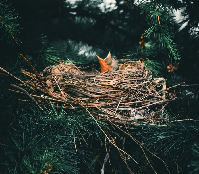Baby bird in a nest surrounded by pine branches illustrating real animal behaviors in nature.