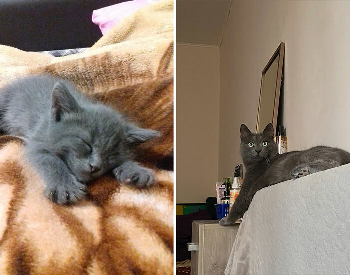 Gray kitten sleeping on blanket and the same cat grown up lying on a bed, showing kittens growing into cats progress.