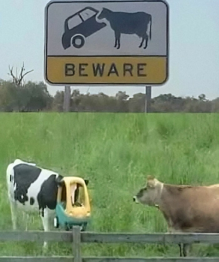 Funny nerdy meme showing a cow with a toy car around its head next to a car crash warning sign.