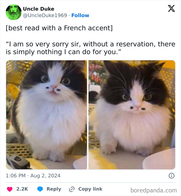 Black and white fluffy cat with unique facial markings, featured in a funny animal meme with pure and cute expressions.