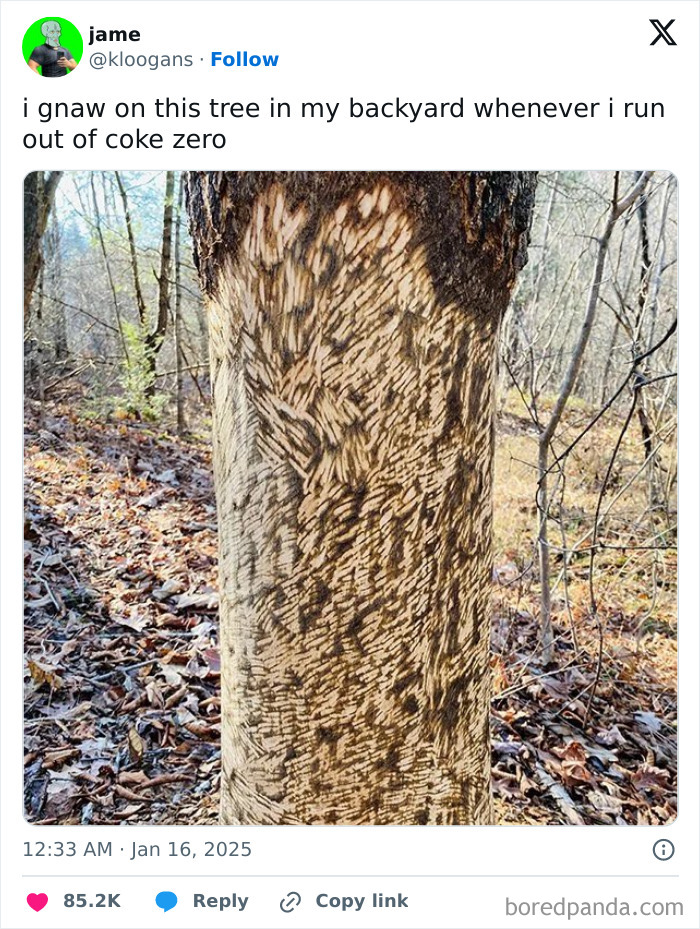 Close-up of a tree trunk covered in gnaw marks in a forest, illustrating a nerdy and weird meme about Coke Zero cravings.