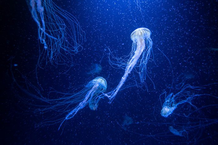 Glowing jellyfish display strange and terrifying real animal behaviors in dark blue ocean waters.