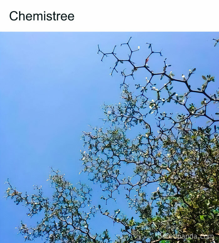 Branch structure resembling a molecular model against a clear blue sky, illustrating science concepts with a funny meme style.