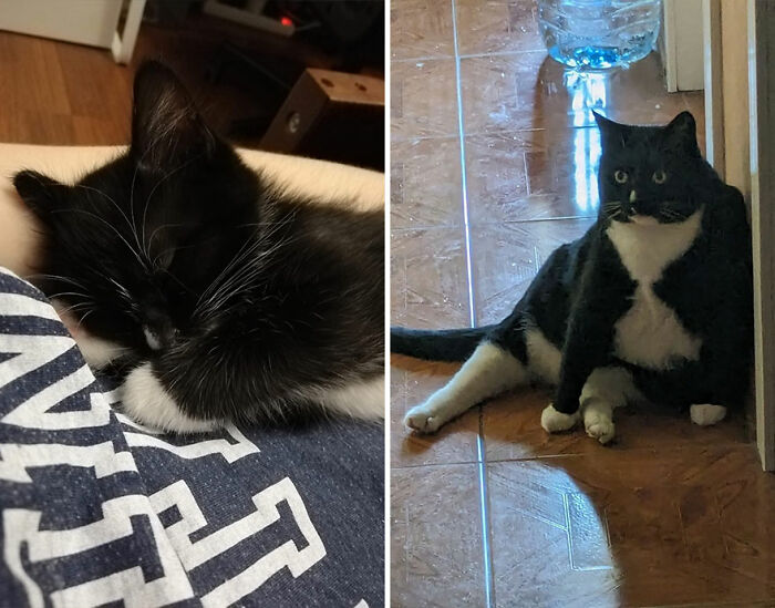 Black and white kitten sleeping on a shirt on left, and grown cat sitting on floor next to a wall on right.