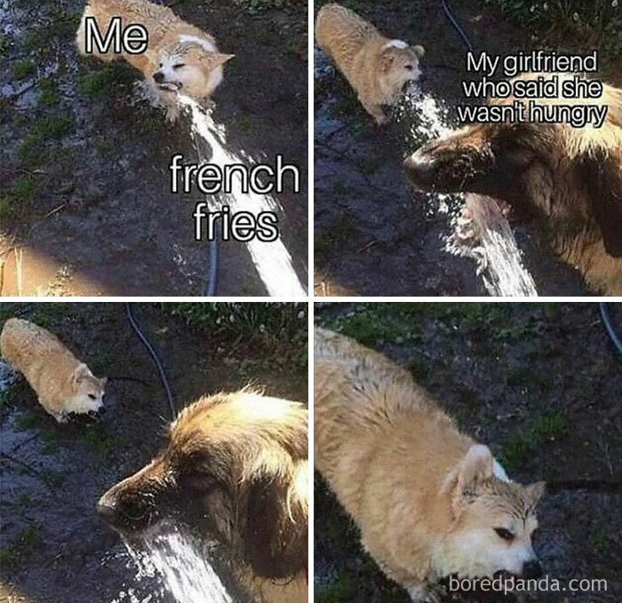 Two dogs playfully spraying water at each other, capturing a funny dog meme relatable to everyday moments.