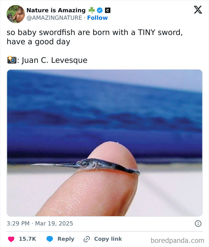 Tiny baby swordfish resting on a fingertip, showcasing extraordinary and fascinating things people saw.