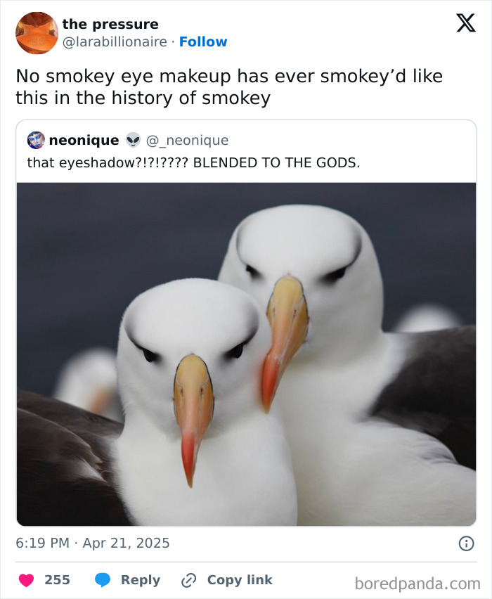 Two seagulls with dark markings around their eyes resembling smokey eye makeup, a funny and relatable meme for girly women.