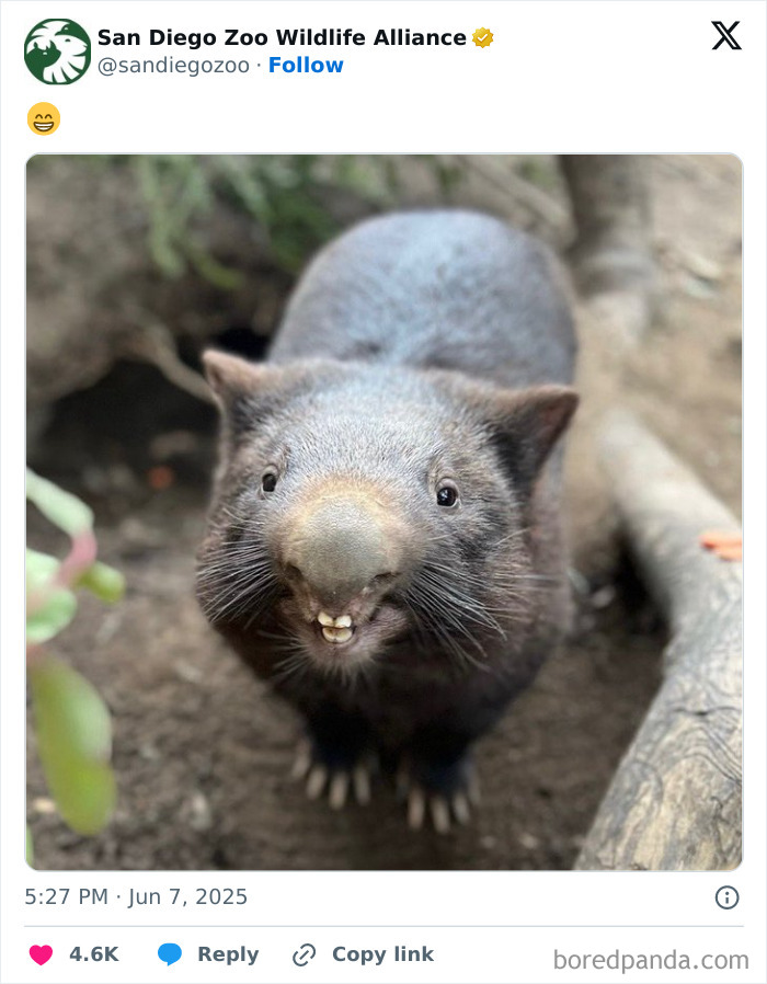 A close-up of a funny wombat smiling at the camera, featured in the funniest things posted by official social media accounts.