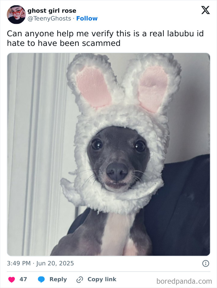 Dog wearing a fluffy bunny hat, featured in popular Labubu doll memes sparking funny online reactions.