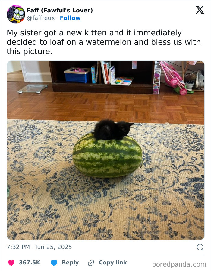 Kitten loafing on a watermelon in a cozy room, a very important positivity moment to brighten your day.