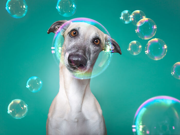 Funny dog surrounded by floating soap bubbles, perfectly capturing amusing animals moments with playful expressions.