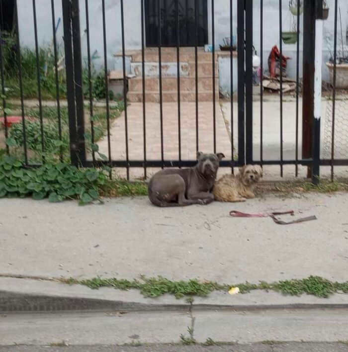 Two loyal stray pups lying close together on a sidewalk outside a gated yard, refusing to be separated.