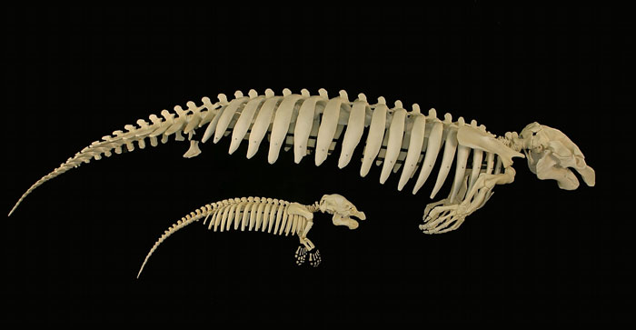 Two real animal skeletons displayed against a black background illustrating strange and terrifying animal behaviors.