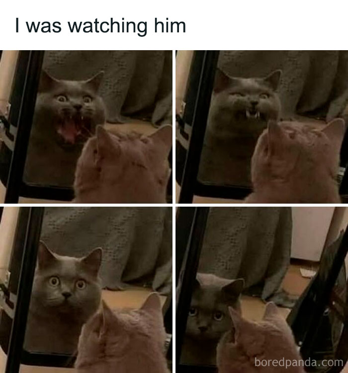 Cat making funny faces in front of a mirror showing random, relatable moments from Tumblr posts.