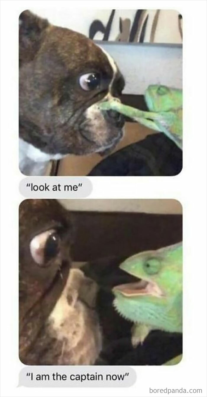 Dog meme showing a chameleon putting its leg on a dog's nose with funny relatable expressions.