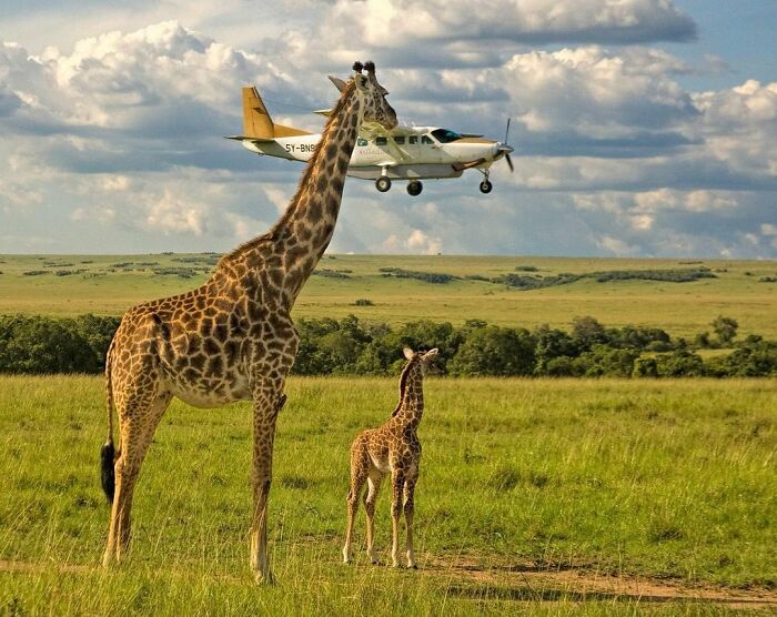 Two giraffes standing in a grassy field with a small airplane flying low in the background, showcasing breathtaking animal photos.