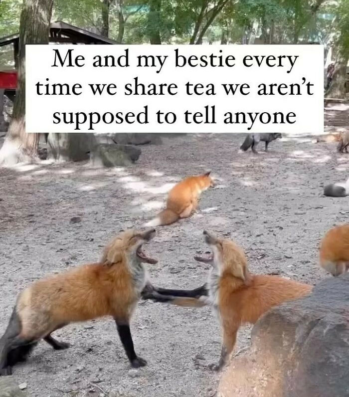 Two foxes appearing to laugh together with a relatable friendship meme about sharing secrets and funny moments.
