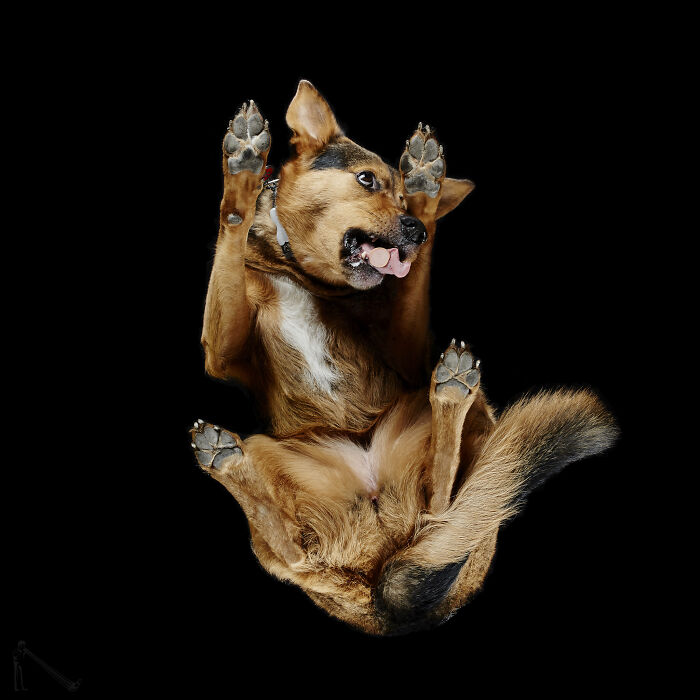 Playful dog captured mid-air with tongue out and paws up, showing one of the funniest animals moments.