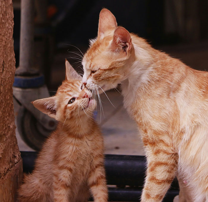 Two orange tabby cats engaging in real animal behaviors, showing affectionate grooming and interaction outdoors.