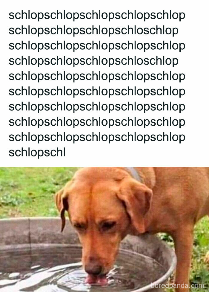 Funny dog meme showing a brown dog drinking water from a bowl, capturing a relatable pet moment.