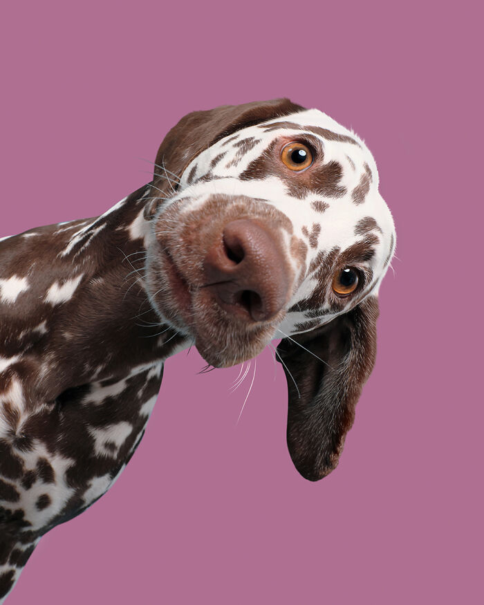 Close-up of a dog with funny spotted fur pattern and tilted head, showcasing animals that didn’t mean to be funny.