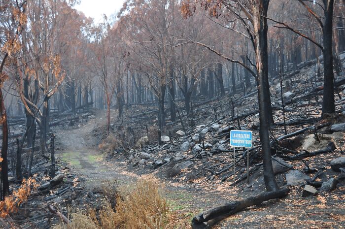 Burned forest landscape with charred trees and blackened ground showing impact of catastrophic wildfires in recent history.
