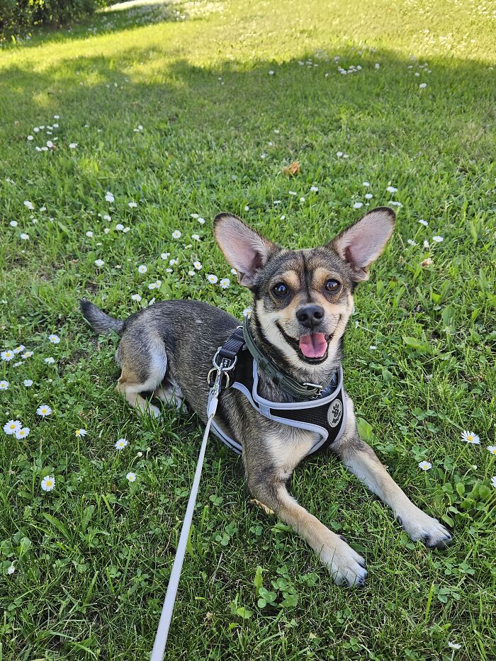 Zuikis Enjoying Some Shade And Flowers