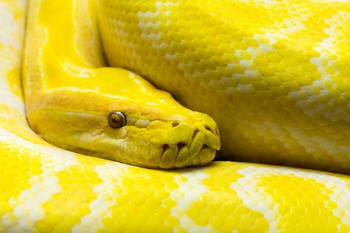 Close-up of a bright yellow snake coiled tightly, illustrating symbolic partner shenanigans that made people leave.