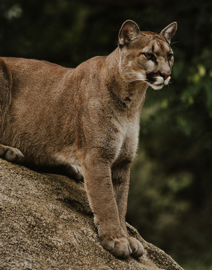 Cougar perched on a rock exhibiting real animal behaviors that are both strange and terrifying in the wild.