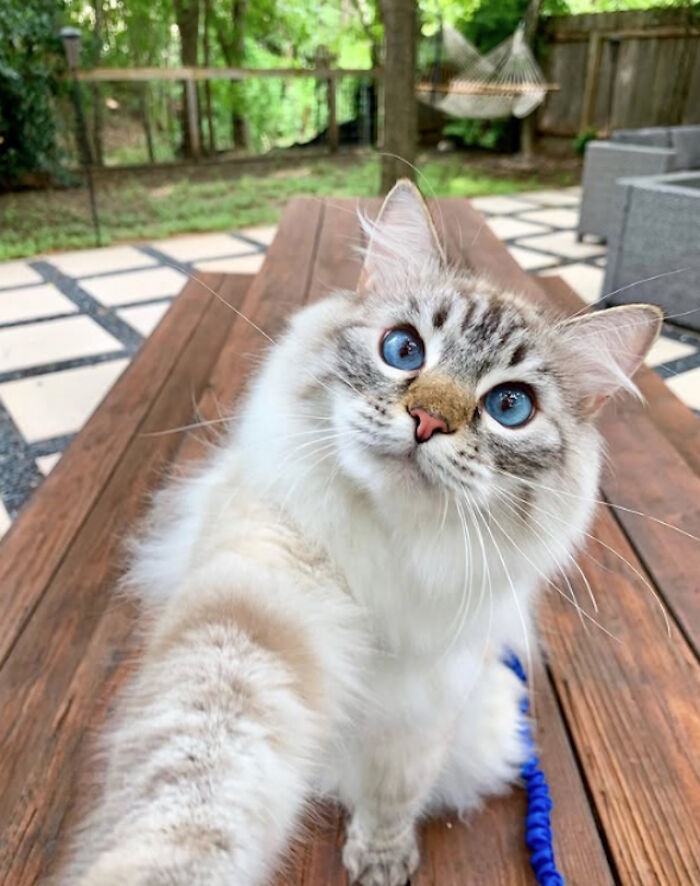 While You're Away, Your Cat's Taking Selfies (10 Pics)