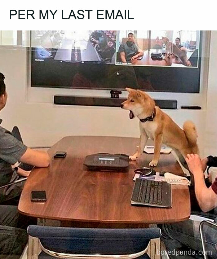 Shiba Inu dog standing on a conference table during a virtual meeting, showcasing funny dog memes relatable moments.