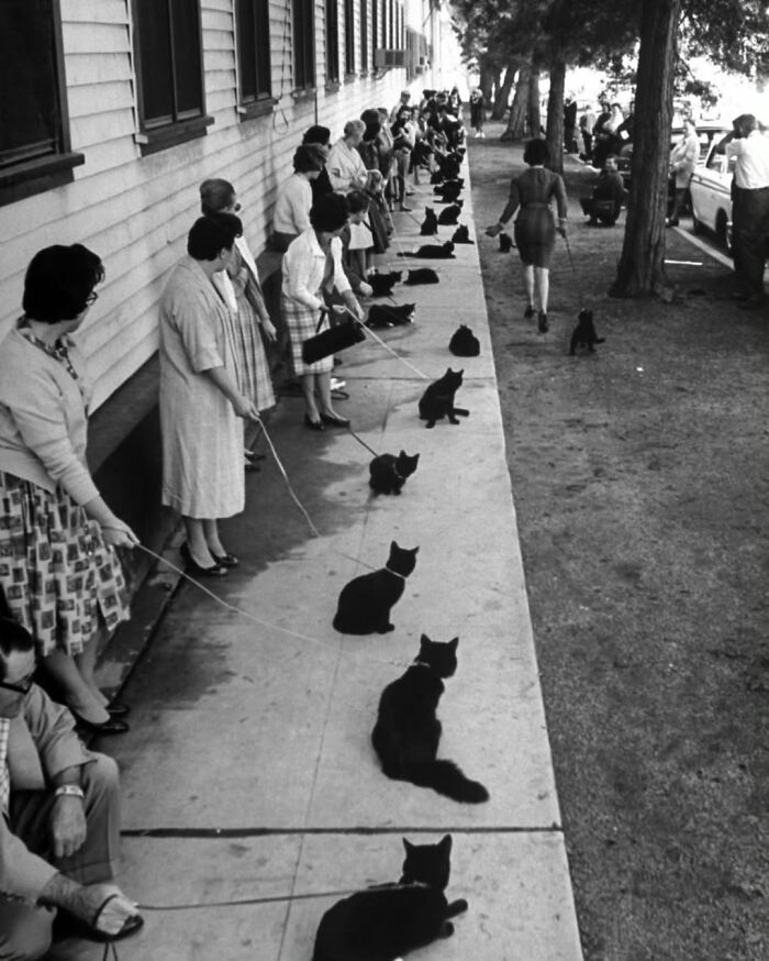 Black and white photo of people holding leashes with dozens of black cats lined up along a sidewalk and street.