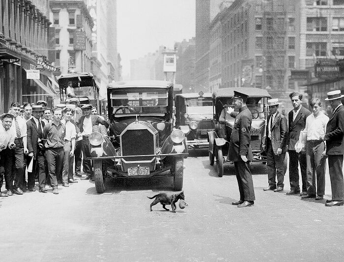 Black and white photo showing a traffic policeman stopping cars as a cat crosses the street, a unique old photo moment.