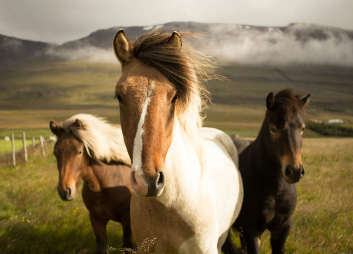 Three horses close together in a field showcasing real animal behaviors in a natural mountainous landscape.