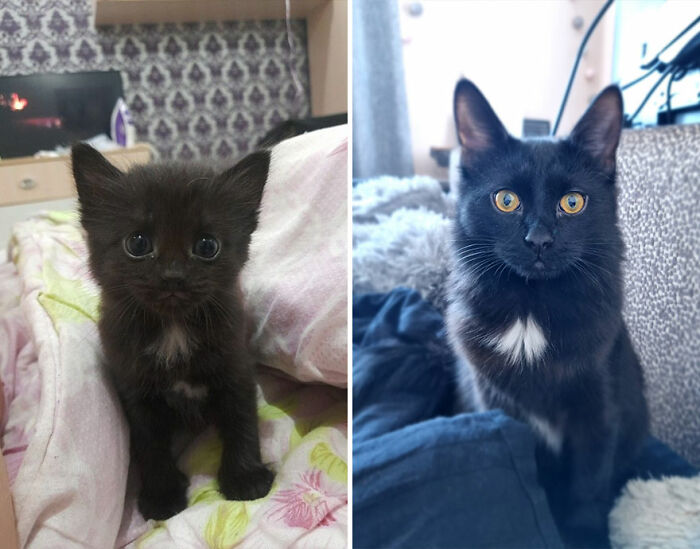 Black kitten growing into a cat with distinct white patch on chest, showcased in a heartwarming before and after comparison.
