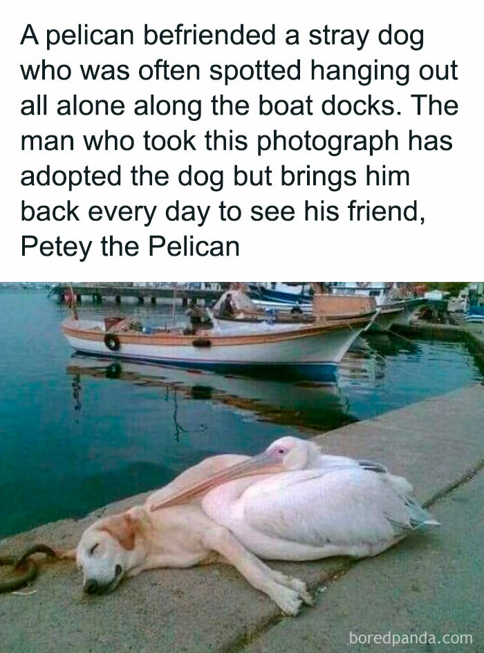 A pelican and a stray dog resting together by the boat docks, showcasing a unique and relatable animal friendship.