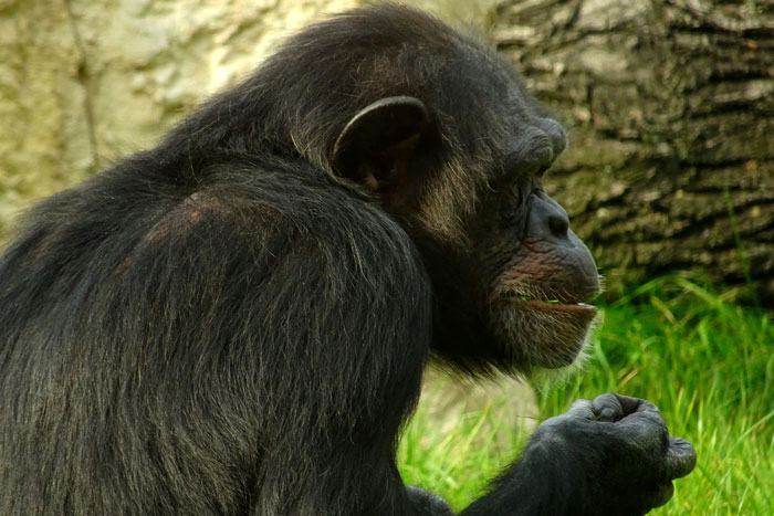 Chimpanzee exhibiting real animal behaviors in a natural setting, highlighting strange and terrifying wildlife actions.