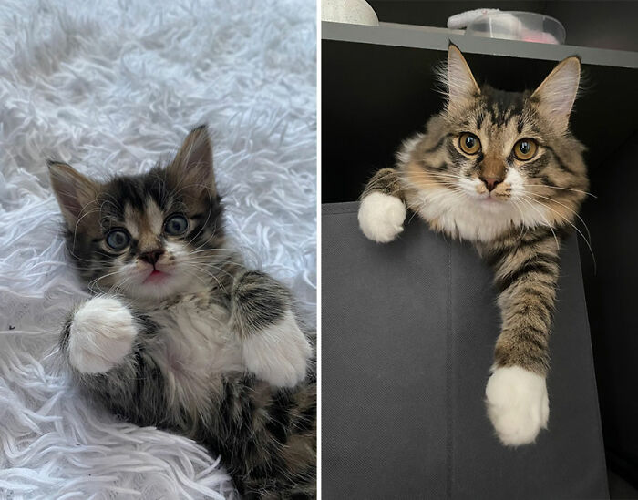 Kitten growing into cat with striped fur and white paws shown cuddling on a blanket and perched on furniture.